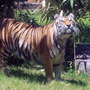 Tigers in Asia at DAK.