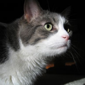 WDWBetsy's cat, Chad