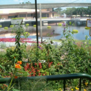 Butterfly_Garden
