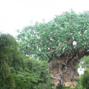 Tree of Life