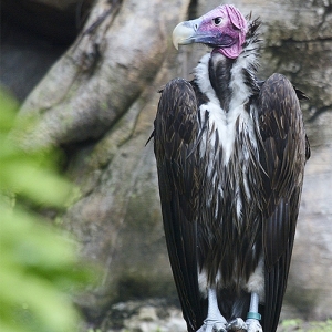 Vulture