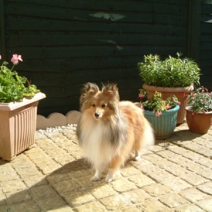 Dogs_089_600_x_450_