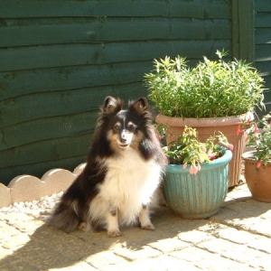 Dogs_092_600_x_450_