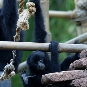 Baby acrobat