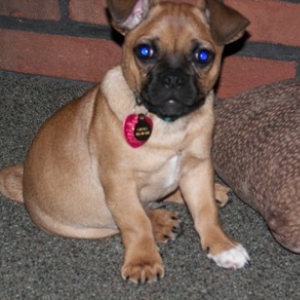 chubs