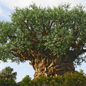 Tree of Life