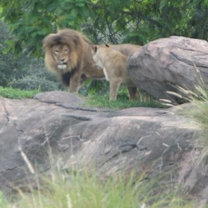lion