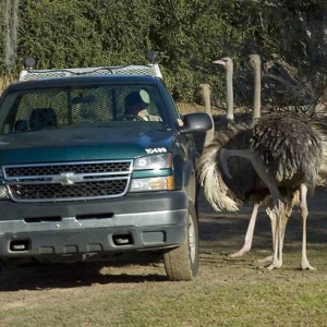 bird_9969_web