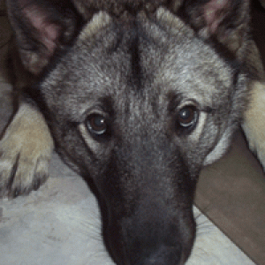 Atlas Sad Eyes
