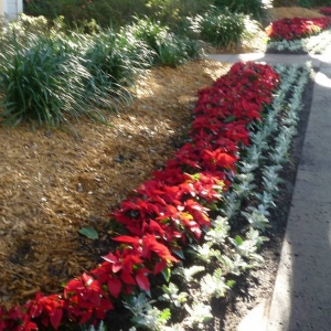 Poinsettia's at POR