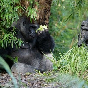 Gorilla