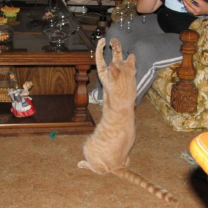 Bear playing with bubbles