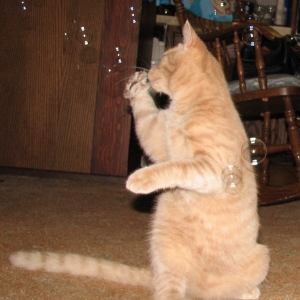 Bear playing with bubbles