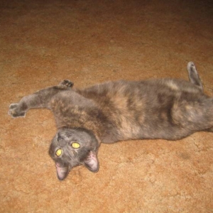 Gracie