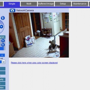 Cat Cam