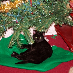 Feral Christmas Kitten