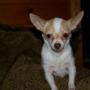 Gracie-EarPatrol