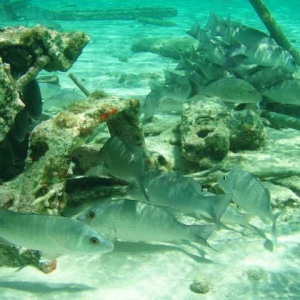 More Serenity Bay Fish