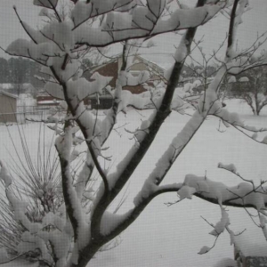 Snowday09a_009_Medium_