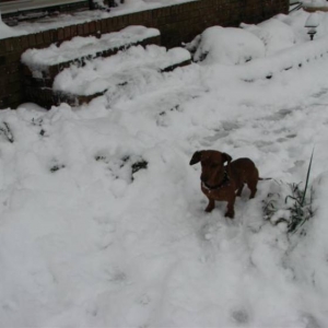Snowday09b_003_Medium_