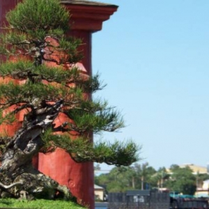 japan-fng08-1tree