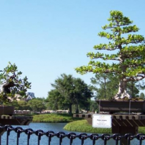 japan-fng08-3tree