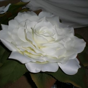 imagew2