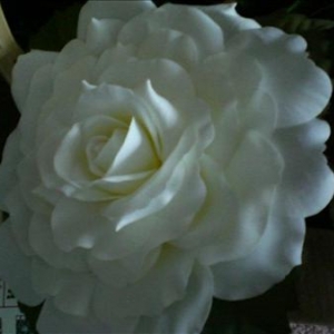 imagew23