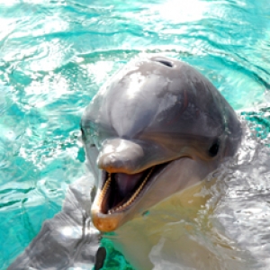 Dolphin Cove