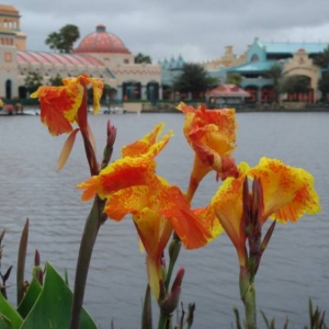 Coronado Springs flowers