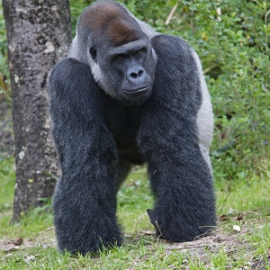 Gorilla 2