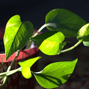 Leaves