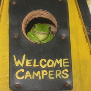 Froggy Closeup