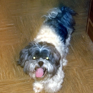 Rufus