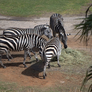 Zebras