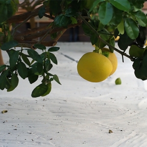 Lemon tree