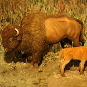 Buffalo