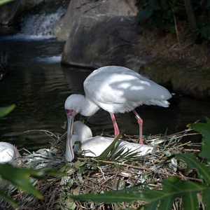 Nesting Birds