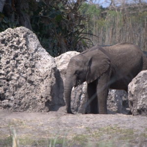 Elephant