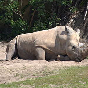 White Rhino