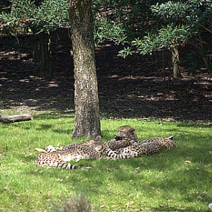 Cheetahs