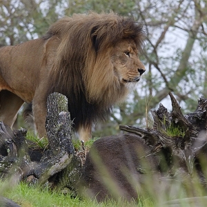 Male lion