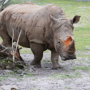 White Rhino