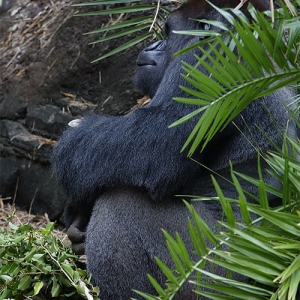 Gorilla hiding