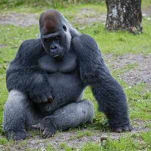 GQ Gorilla