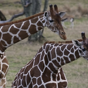 AKL Giraffe pair