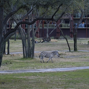 AKL - Zebra
