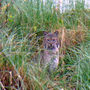 Bobcat