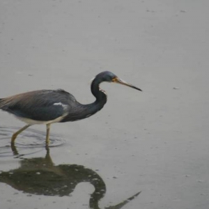Heron1