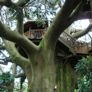 Swiss-Family-Treehouse-2